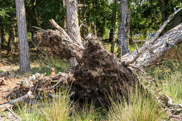 Wyrwane drzewo