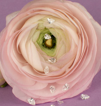 Ranunculus ranuncolo con diamanti grezzi sui petali 