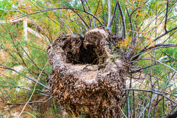 Old tree trunk, full of blooming branches