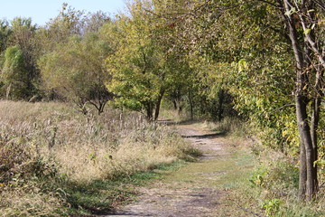 path in the forest