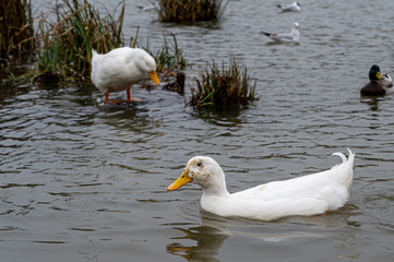 White pekin duck swimming on an overcast grey day