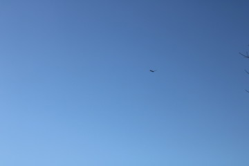 bird flying in the sky