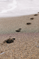 footprints on the wet sand from the sea wave on the beach