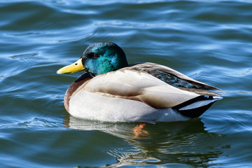 Waterfowl of Colorado. Male Mallard duck in a lake.