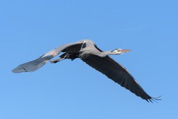 Found in most of North America, the Great Blue Heron is the largest bird in the Heron family.