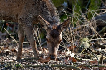 Fototapeta premium Female red deer (Cervus elephus) in natural environment, Carpathian forest, Slovakia, Europe