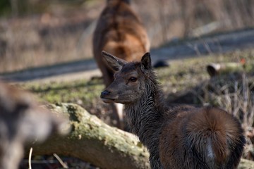 Female red deer (Cervus elephus) in natural environment, Carpathian forest, Slovakia, Europe