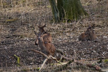 Obraz premium Female red deer (Cervus elephus) in natural environment, Carpathian forest, Slovakia, Europe
