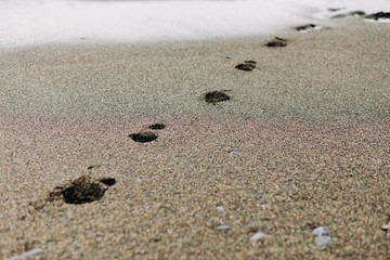 footprints on the wet sand from the sea wave on the beach