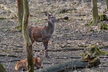 Female red deer (Cervus elephus) in natural environment, Carpathian forest, Slovakia, Europe