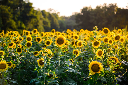 Sun Rays on Sunflower Field with Warm Bright Sky with Trees in Nature Background, Scenic Colorful Summer Landscape 