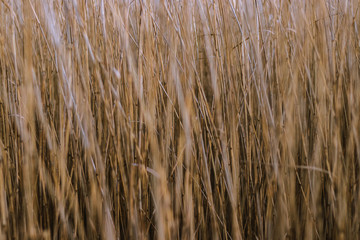 Reeds pattern