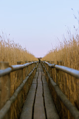 wooden path