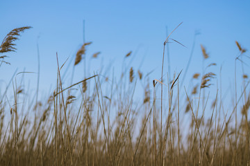 tall grass and blue sky