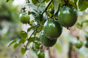 Maracuya fruta panama