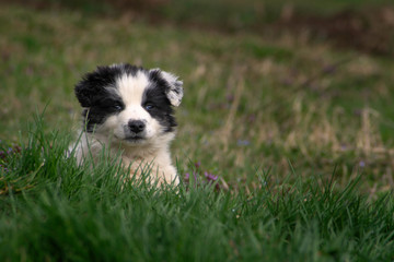 black and white puppy in the grass
