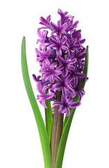 Obraz premium Beautiful purple hyacinth isolated on white. Spring flower