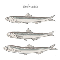 Anchovies. Seafood design elements. Seafood / fish menu, poster, label etc. Hand drawn illustration in marker sketch style. Colorful vector illustration.