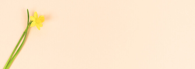 Yellow daffodil flower on a pink background. Copy space on the right. Concept spring.