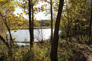 autumn in the forest by the lake