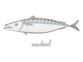 Mackerel. Seafood design elements. Seafood / fish menu, poster, label etc. Hand drawn illustration in marker sketch style. Colorful vector illustration.