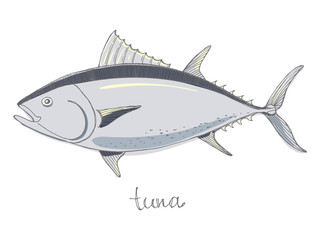 Tuna. Seafood design elements. Seafood / fish menu, poster, label etc. Hand drawn illustration in marker sketch style. Colorful vector illustration.