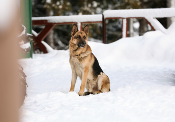 German shepherd dog in yard on winter day. Friendly pet