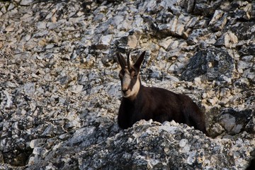 Tatra chamois (Rupicapra rupicapra tatrica) in natural environment, high tatras, Slovakia, Europe