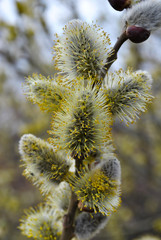  willow branch in spring
