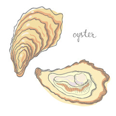 Oyster. Seafood design elements. Seafood / fish menu, poster, label etc. Hand drawn illustration in marker sketch style. Colorful vector illustration.