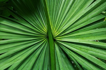 leaf of palm tree