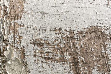 Old coating of peeling cracked weathered faded white paint with expressive cracks and scratches on wood panel in close up. Shabby natural background for your design