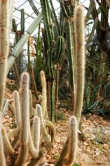 Cactus in the garden