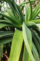 Fototapeta premium Agave tree