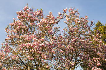 Magnolia blossom