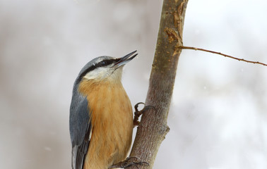A nuthatch on a branch. Portrait on a white blurred background