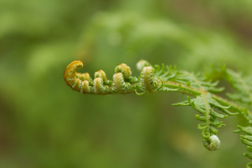 Fototapeta na wymiar Young soft shield fern leaf detail