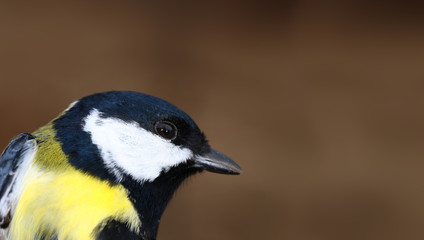Great tit. A half-length portrait on a beautiful, blurry brown background......