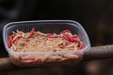 Red and white fly larvae   in a plastic box.