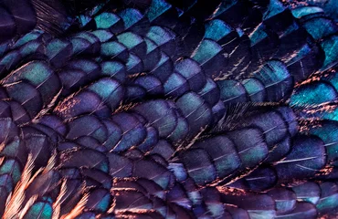 Hintergrund aus Texturen hell schillernder Federn eines wunderschönen Feenvogels in lila und lila Farbe © nataba