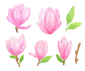 Obraz premium Set of pink magnolia wild flowers in a watercolor hand drawn style isolated simple illustrations
