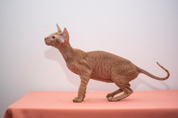 Peterbald cat