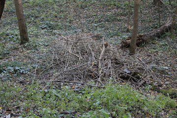 pile of branches in forest