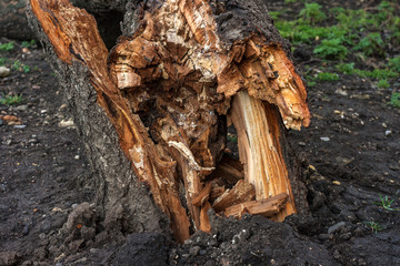 Storm damage. Apricot tree broken by the wind