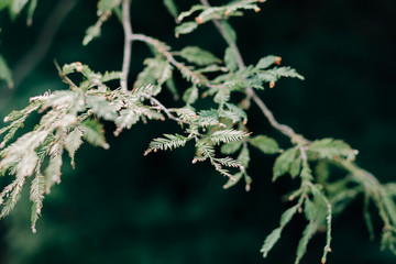 young green spruce branches with small cones, natural background