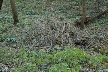 pile of branches in forest