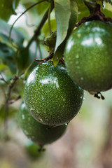 Maracuyá  enredadera