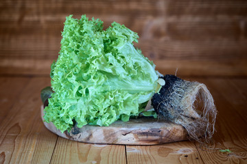 wavy lettuce with roots on a wooden surface
