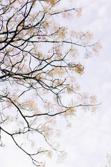young orange leaves on branches of shrub in the spring. natural background