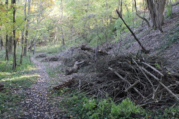 Naklejka na ściany i meble branch piles along forest path